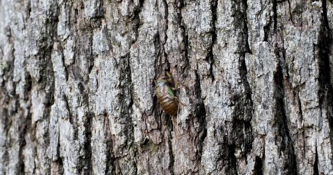 Video of a Dog-day Cicada (Neotibicen canicularis) larva climbing a tree. This larva will hatch into the adult Dog-day Ciacada.
