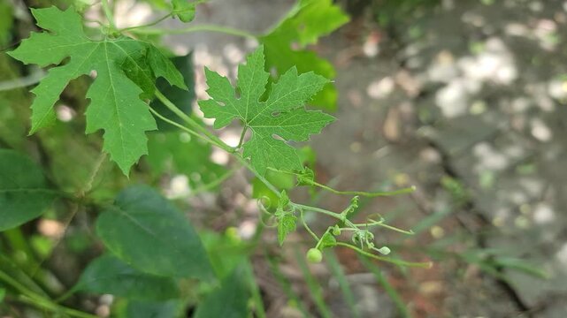 A close up of green bitter gourd leaves growing on a vine in the garden