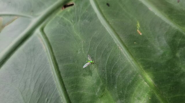 A small green insect resting peacefully on a textured dark green leaf surface