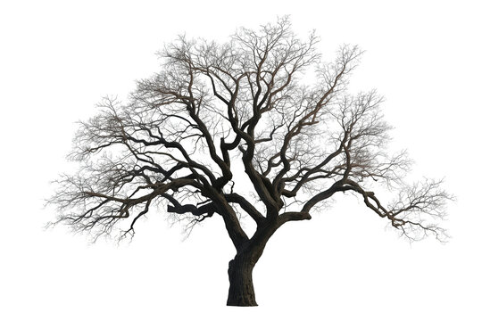 Leafless tree with intricate branches, displaying winter dormancy and natural organic form on a transparent background