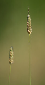 Wiesen-Lieschgras