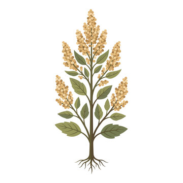 Quinoa plant botanical illustration with roots and golden grains