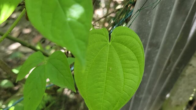 A bright green heart shaped leaf growing on a vine against a metal fence