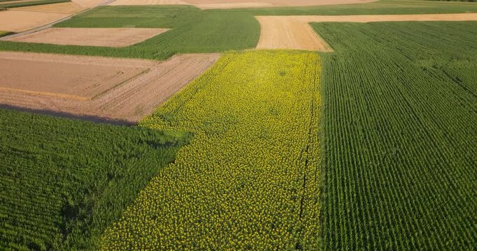 Aerial View of a Blooming Sunflower Field and Agricultural Landscape