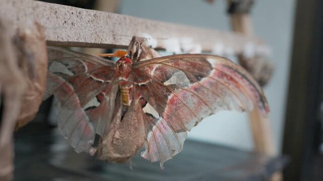 Large tropical moth emerging from its chrysalis, displaying vibrant wings and intricate patterns while clinging to a wooden surface in a controlled environment