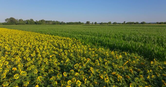 Aerial View of a Blooming Sunflower Field and Agricultural Landscape