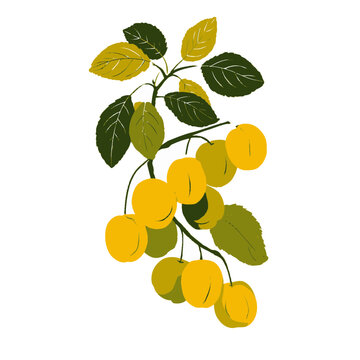 Bright Wit Botanical Plant Illustration