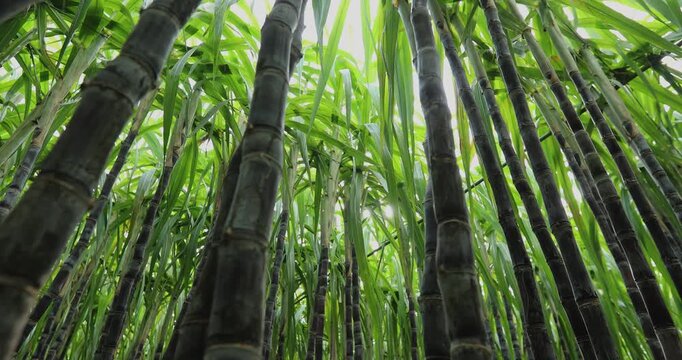 Sugarcane field with plants growing