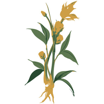 Bamboo Shoot Garden Cro Botanical Plant Illustration