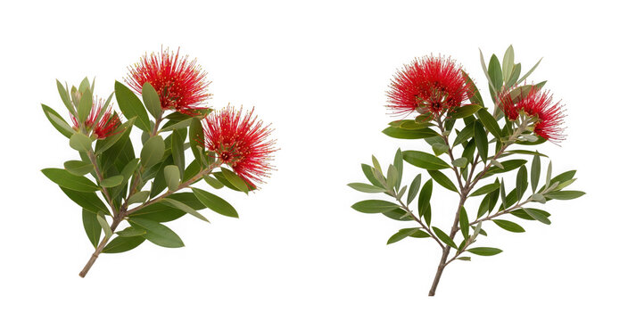 Pohutukawa flowers and leaves isolated on transparent background