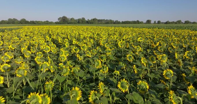Aerial View of a Blooming Sunflower Field and Agricultural Landscape