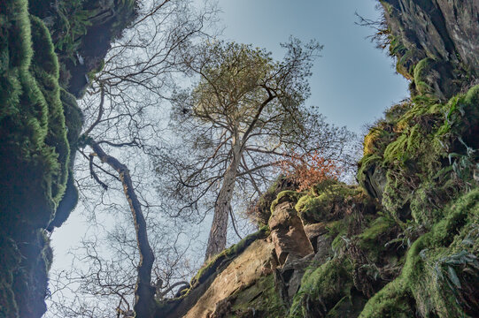 A view looking up to the sky from the bottom of Ludchurch or Lud's Church, a natural deep chasm in the Peak District. Steep moss lined walls look out to tall trees overhead.