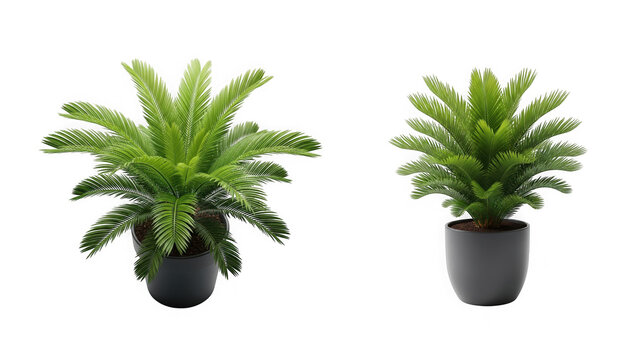 Two potted sago palm plants with vibrant green feathery fronds isolated on transparent background