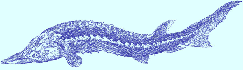 Vintage illustration of a sturgeon fish in blue stipple style  © deltapulp