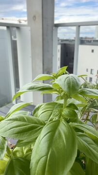 Close-Up of Basil Leaves on City Balcony