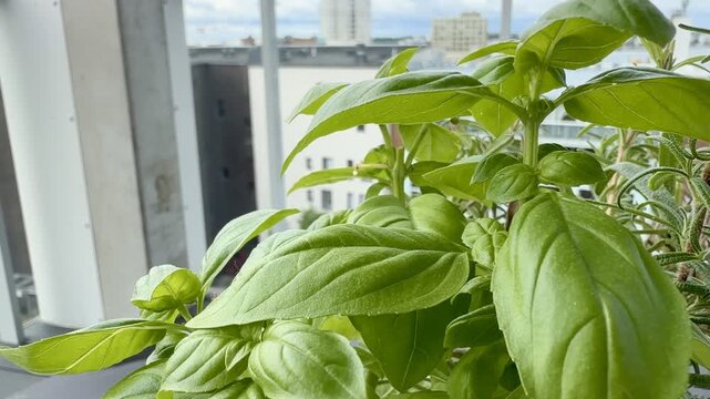 Fresh Basil Plant Growing on Urban Balcony