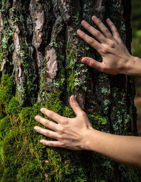 Close-Up of Hands Touching Mossy Spruce Tree Trunk
