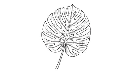 Minimalist monstera leaf line art, tropical botanical foliage vector illustration, black and white swiss cheese plant leaf drawing for logo design © Muhammad