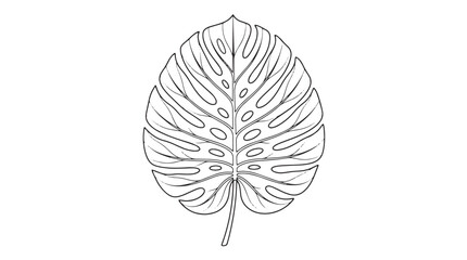 Monstera leaf line art vector, tropical botanical foliage illustration, minimalist black and white exotic plant leaf outline for modern design © Muhammad