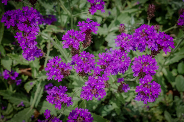 Obraz premium Vibrant purple verbena flowers blooming beautifully in a sunny Japanese garden during early June. Gorgeous violet blossoms with green foliage background in summer Japan, perfect for natural wallpaper.