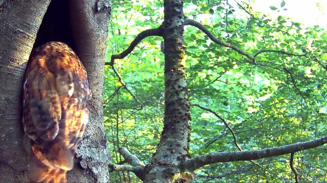 Waldkauz, Strix aluco im Tageseinstand in der Eifel