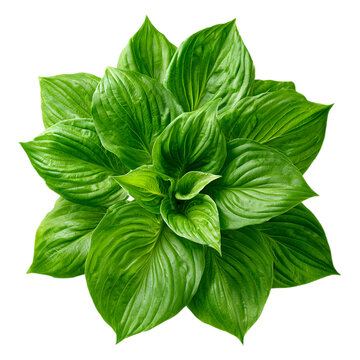 Large green plant with many leaves on transparent background foliage nature leafy floral botany horticulture growth