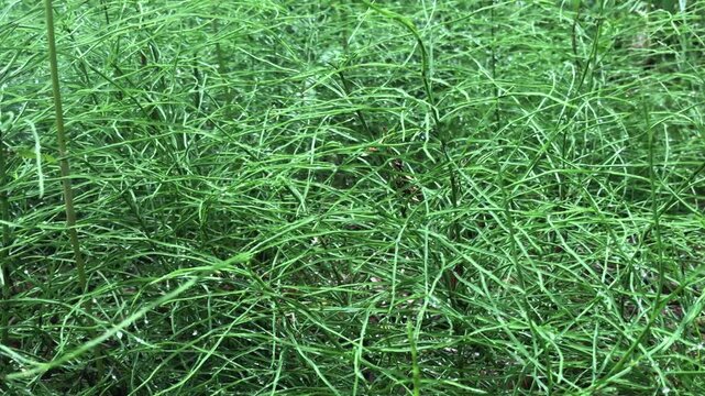 dense thickets of horsetail, green natural background
