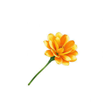Single golden yellow zinnia flower isolated on black background