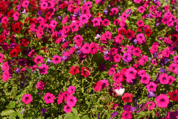 Obraz premium Vibrant petunia blossoms bloom in abundance filling summer garden. Bright pink flowers create dense natural carpet under sunny sky. Beautiful petunia plants offer great background for landscaping.