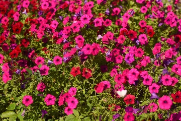 Fototapeten Pink Vibrant petunia blossoms bloom in abundance filling summer garden. Bright pink flowers create dense natural carpet under sunny sky. Beautiful petunia plants offer great background for landscaping.  © Olena Vasylieva