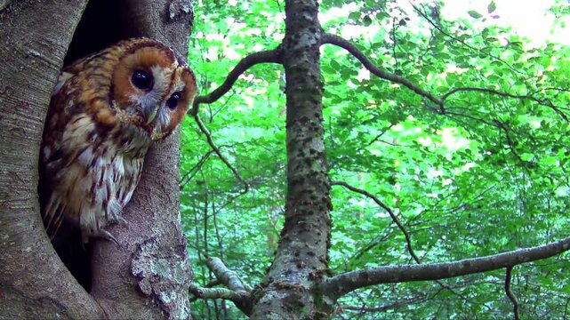 Waldkauz, Strix aluco im Tageseinstand in der Eifel