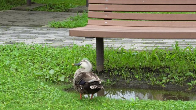 An Eastern spot-billed duck preening and stretching its leg by a puddle in Kyu-Nakagawa River Park, Tokyo