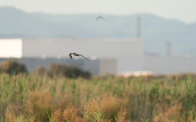 Tern flying over reeds at sunrise © F.C.G.