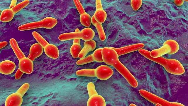 Clostridium botulinum bacterium, 3D animation showing rod-shaped anaerobic bacteria with subterminal endospores giving a tennis-racket appearance.