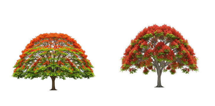 Two blooming royal poinciana trees isolated on transparent background