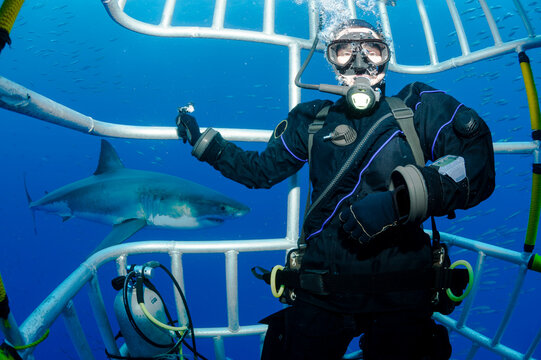 Mexico, Guadalupe, Pacific Ocean, scuba diver in shark cage with white shark, Carcharodon carcharias, in the background