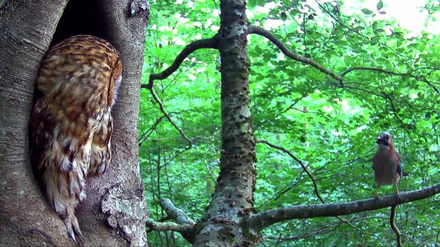 Waldkauz, Strix aluco im Tageseinstand in der Eifel