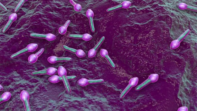 Clostridium botulinum bacterium, 3D animation showing rod-shaped anaerobic bacteria with subterminal endospores giving a tennis-racket appearance.