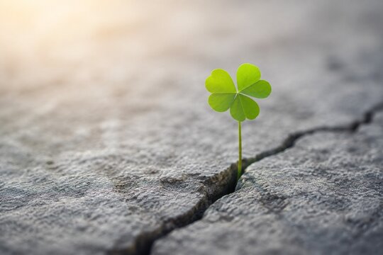 A single green clover growing from a crack in a gray stone.