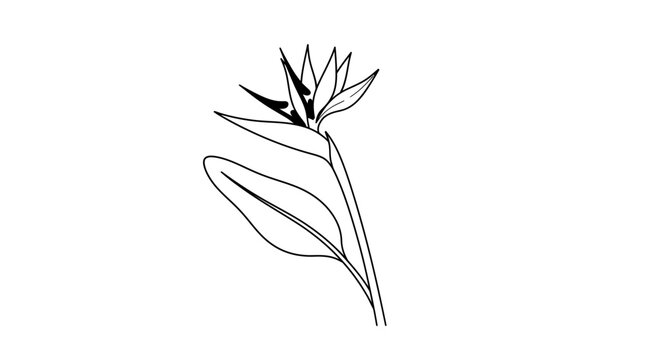A delicate line drawing of a bleeding heart flower in bloom