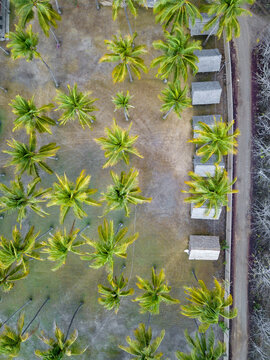 Indonesia, West Sumbawa, Aerial view of Kertasari, huts and palms from above