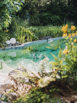 Free form swimming pool in a lush green summer garden