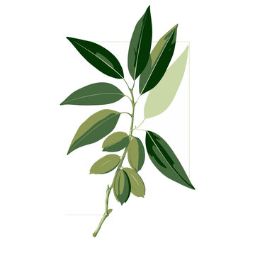Pecan Botanical Food Illustration