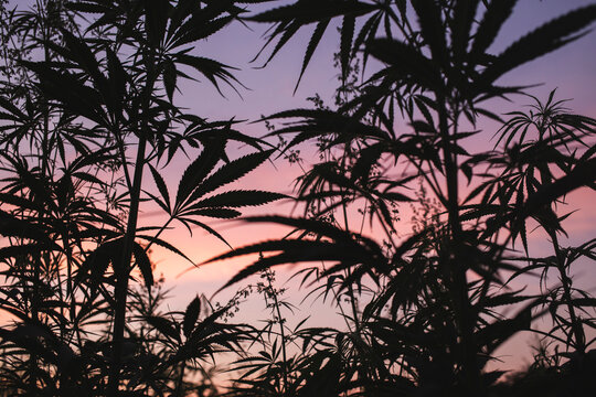 Field with cannabis plants at sunset