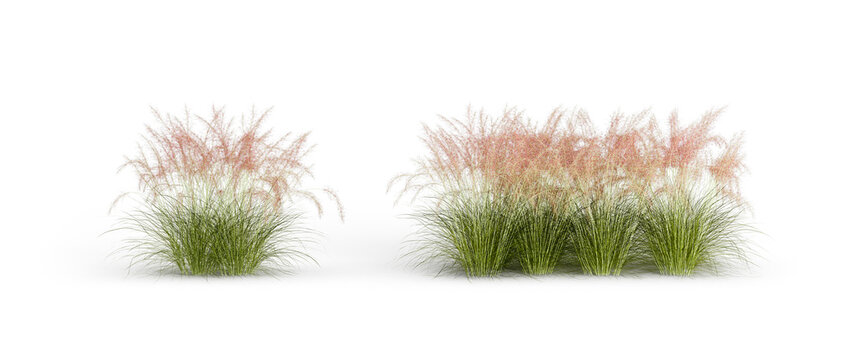 Front View Ornamental Grass with Pink Feather Flowers PNG