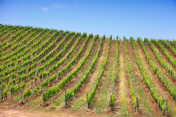Obraz premium Sardinia vineyard landscape in Arzachena. Rural landscape in Province of Sassari, Sardinia, Italy.
