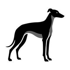 Fototapeta premium Minimalist silhouette of a greyhound dog standing in a graceful pose with smooth contours and solid black shapes against a plain white background animal design