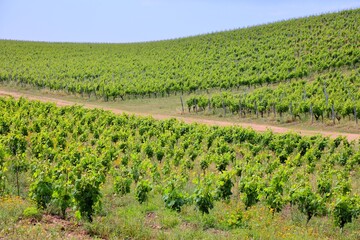 Obraz premium Sardinia vineyard landscape in Arzachena. Rural landscape in Province of Sassari, Sardinia, Italy.