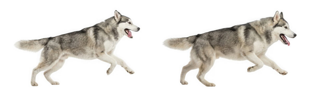 Two running siberian husky dogs isolated on transparent background