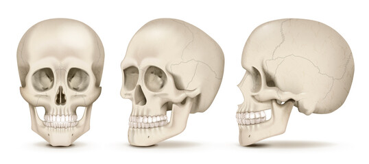 Detailed Human Skull Anatomy with Teeth and Jaw Isolated on White Background Medical Skeleton Bone Illustration for Science Education and Halloween Concepts © Zeeshan